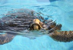 Loggerhead Marine Life Center to Release Gavin, a loggerhead sea turtle
