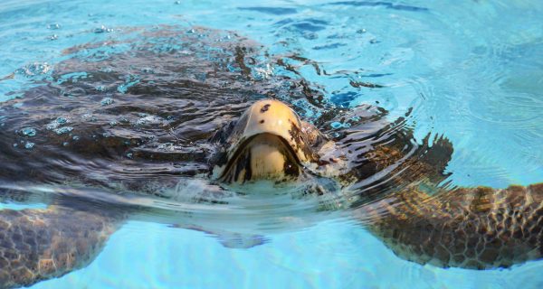 Loggerhead Marine Life Center to Release Gavin, a loggerhead sea turtle