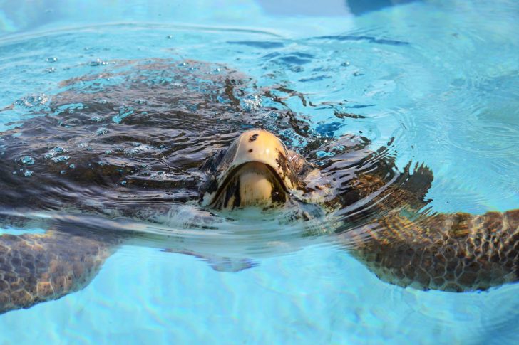 Loggerhead Marine Life Center to Release Gavin, a loggerhead sea turtle