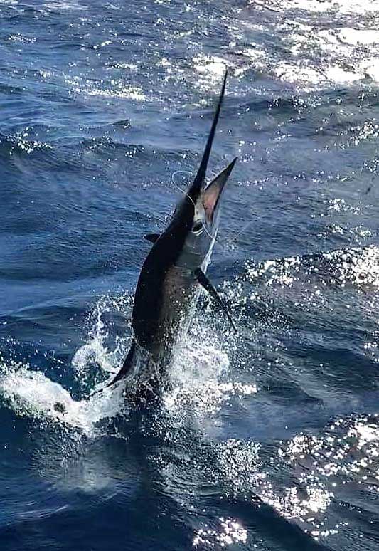 Alikai takes Quickie to open TC Sailfish season Coastal 