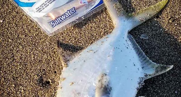 Stuart fla beach pompano