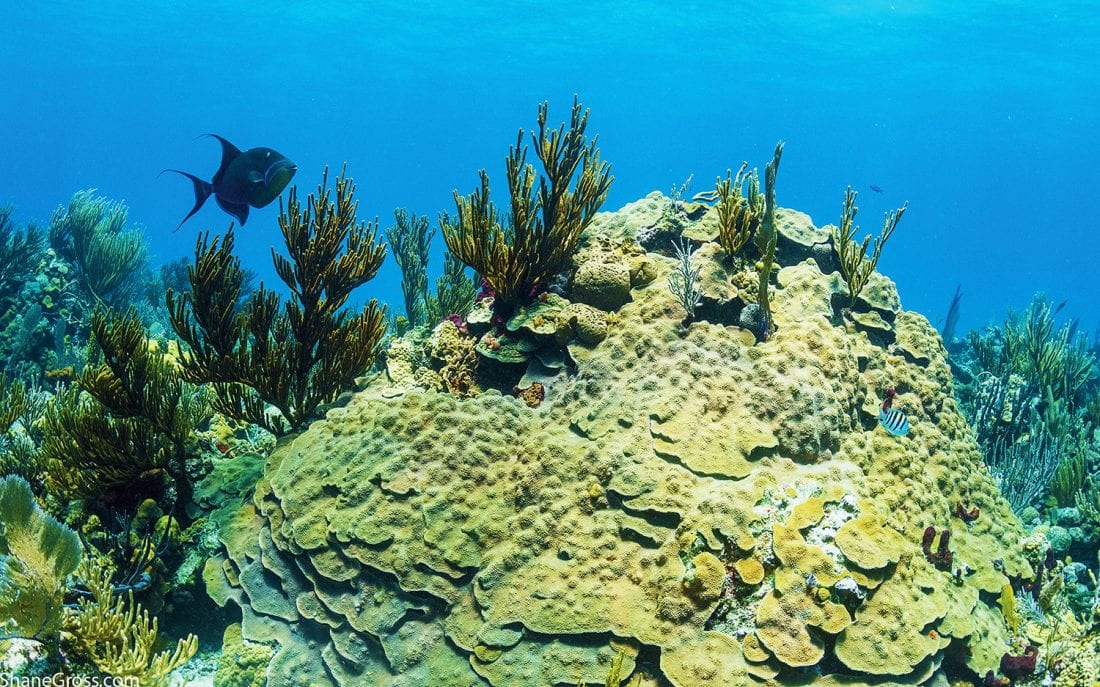 Exuma Cays Land and Sea Park Wins Global Ocean Refuge Award