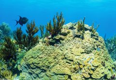 Exuma Cays Land and Sea Park Wins Global Ocean Refuge Award