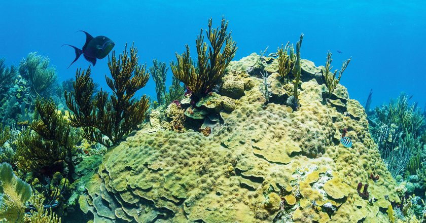 Exuma Cays Land and Sea Park Wins Global Ocean Refuge Award