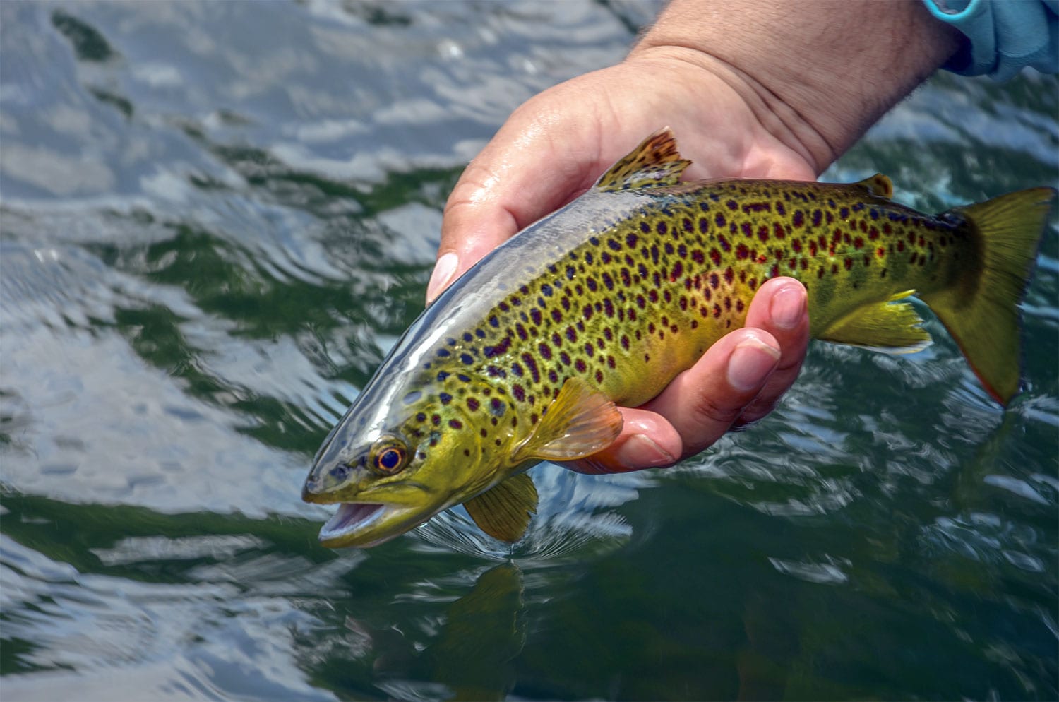 Fly of the Month: Clear Cure Goo Real Eyes - Coastal Angler & The