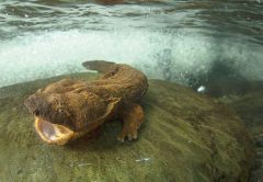 Have You Seen a Hellbender?