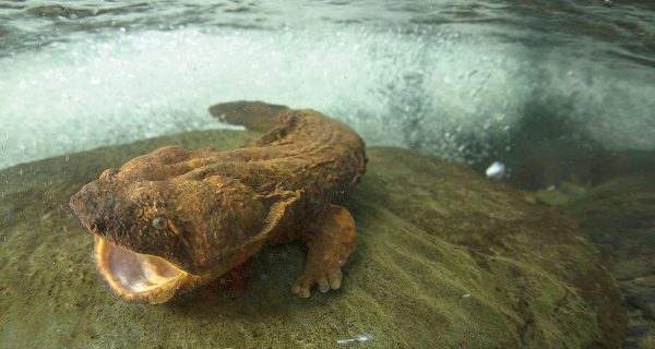 Have You Seen a Hellbender?