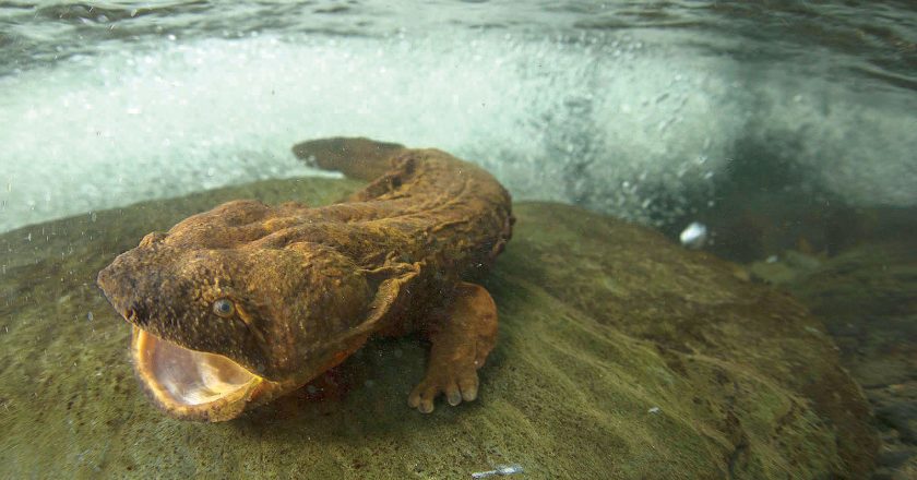 Have You Seen a Hellbender?