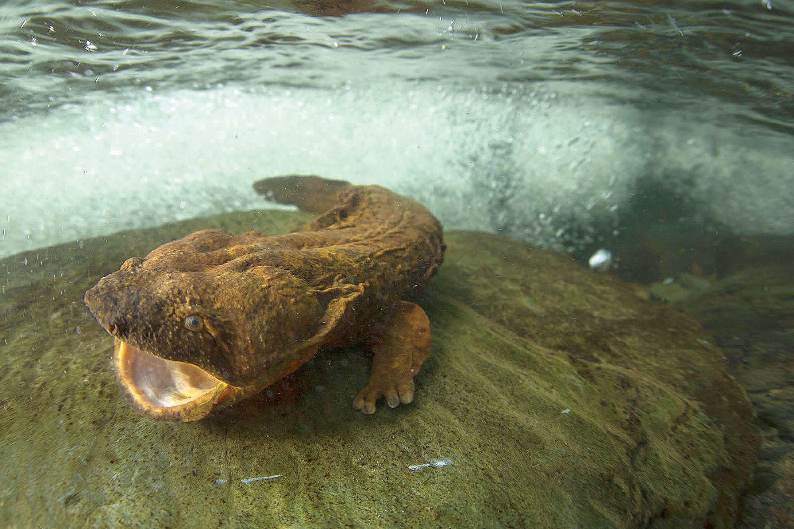 Anglers who catch salamanders for bait need to be careful what