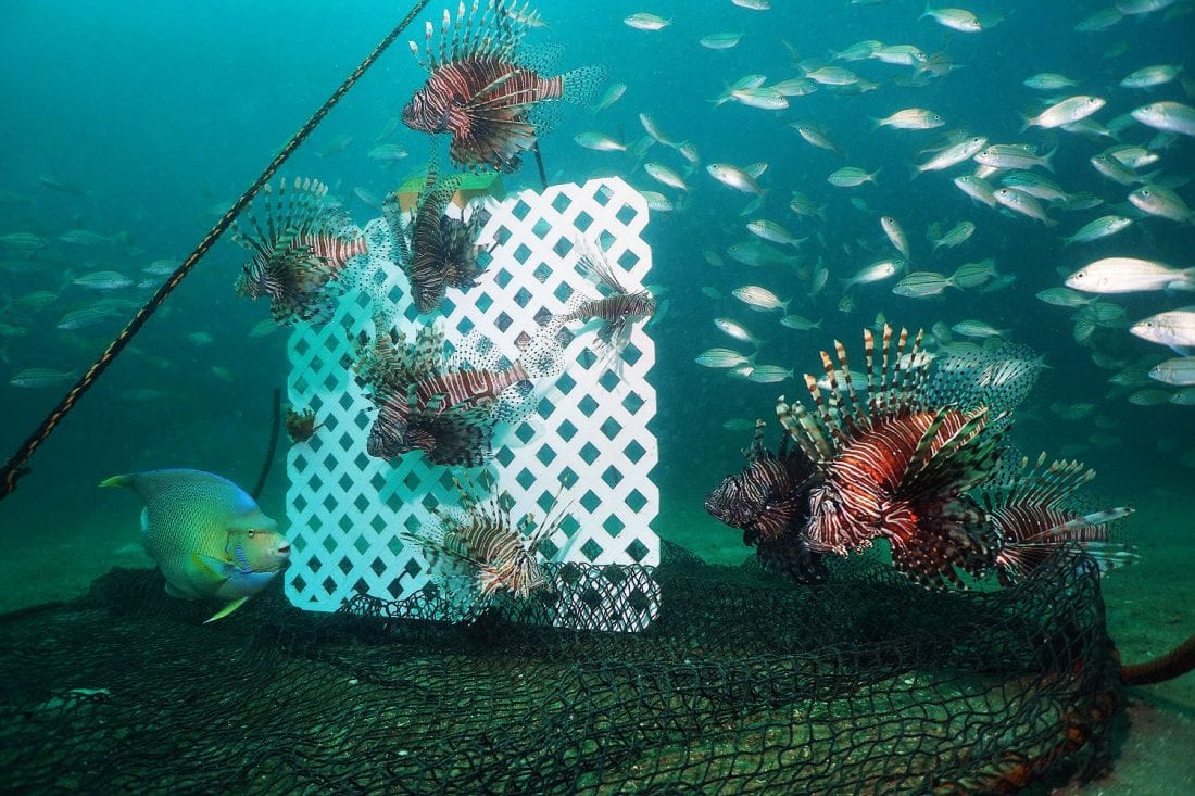 New Tools to Combat Lionfish in Florida