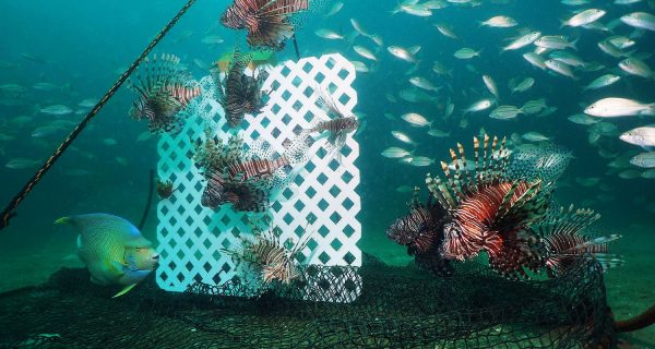 New Tools to Combat Lionfish in Florida