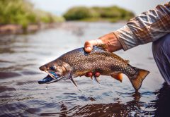 Stocking Trout In Your Pond