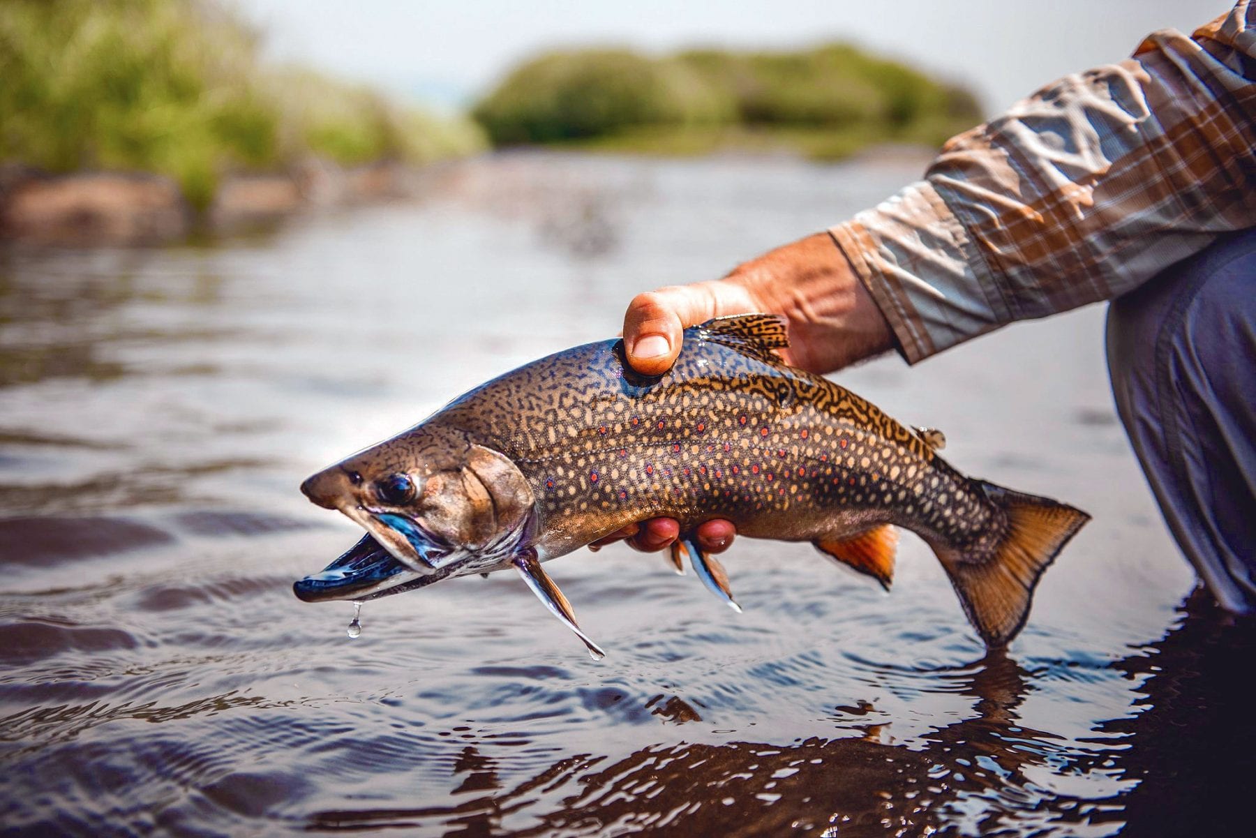 Stocking Trout In Your Pond - Coastal Angler & The Angler Magazine