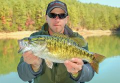 Slow Down A Ned Rig For Sluggish Bass