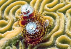 Conservation and The Season For Giving