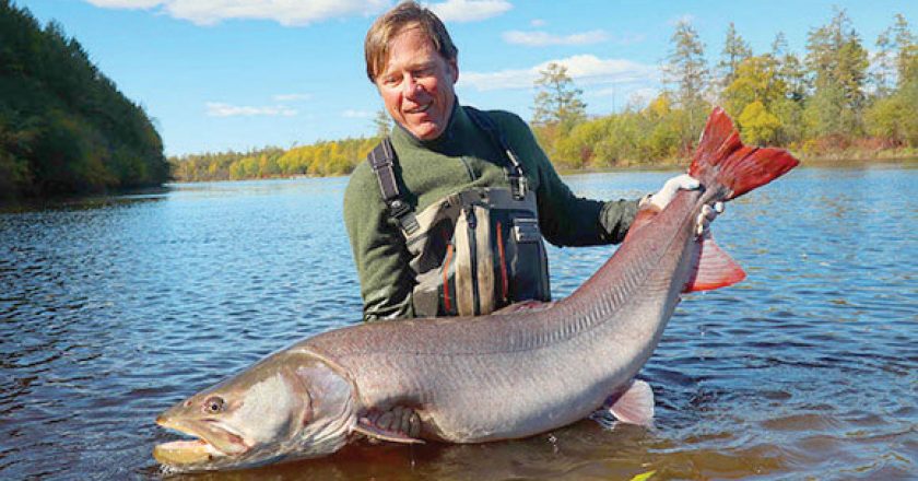 Record Russian Taimen?