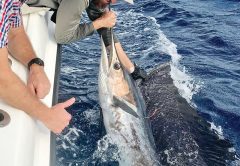 Sailfish tag and release aboard Bouncer’s Dusky 33.