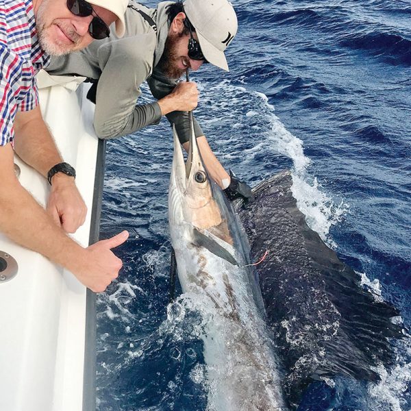 Sailfish tag and release aboard Bouncer’s Dusky 33.