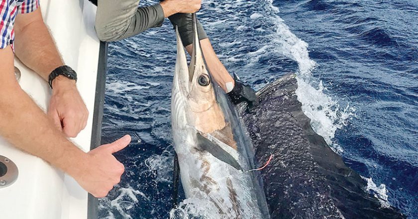 Sailfish tag and release aboard Bouncer’s Dusky 33.
