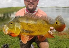 Kenny Collette with a 4 lb peacock bass on live bait
