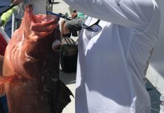 Tonia McConnell with an 18lb red grouper, Dry Tortugas on the Yankee Captain