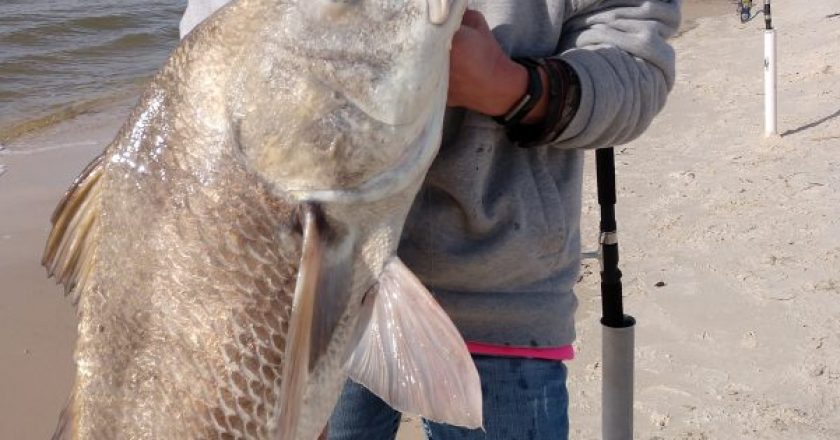 Colleen Rhyde, from upstate NY, Caught this 30 lb. Redfish in mid-December at Fort Morgan.