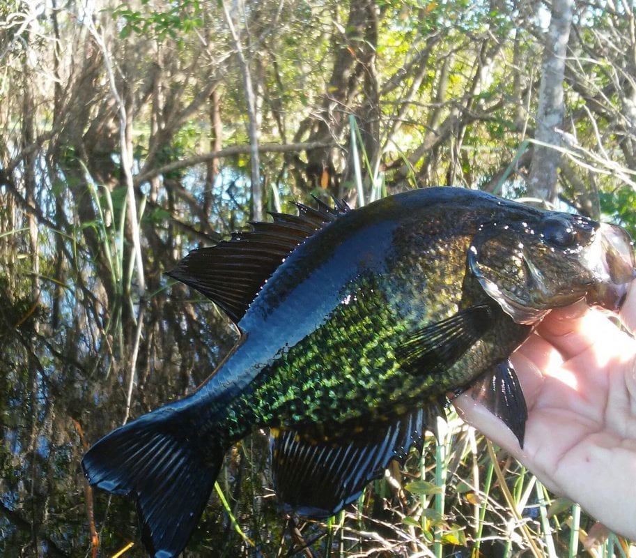 Central FL Inland Fishing Report Coastal Angler & The Angler Magazine