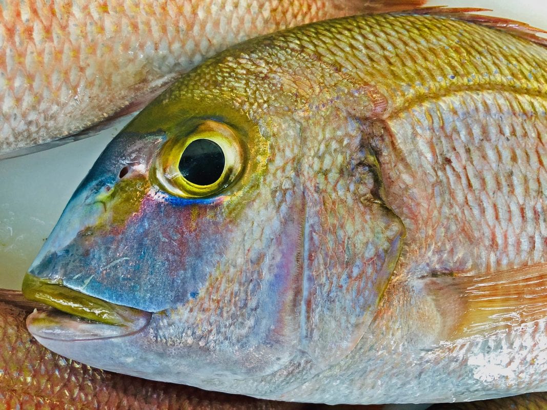 Whole Grilled Red Porgy - Coastal Angler & The Angler Magazine