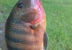 As you can see, this fish was truly caught on a solo walk about trip
