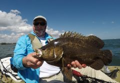 Nice Indian River tripletail