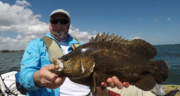 Nice Indian River tripletail