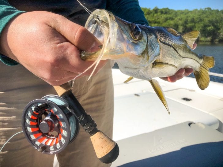 Tarpon snook caught on fly.