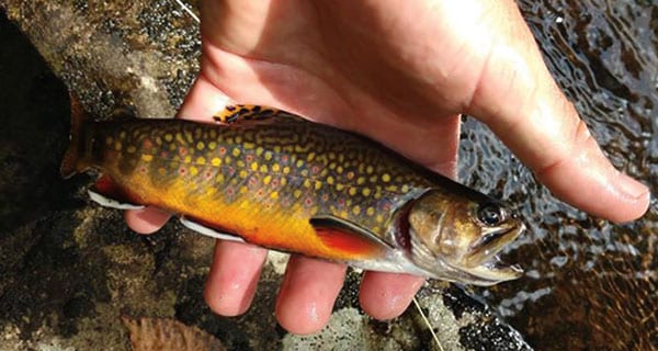 Your Brook Trout Heritage - Coastal Angler & The Angler Magazine