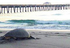 sea turtle on beach at Juno Pier