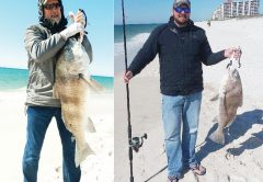 Dave Carlson Sr. and Dave Carlson Jr. from the Upper Peninsula of Michigan both caught these giant Black Drum while on spring break at Johnson Beach.