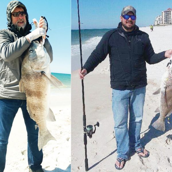 Dave Carlson Sr. and Dave Carlson Jr. from the Upper Peninsula of Michigan both caught these giant Black Drum while on spring break at Johnson Beach.