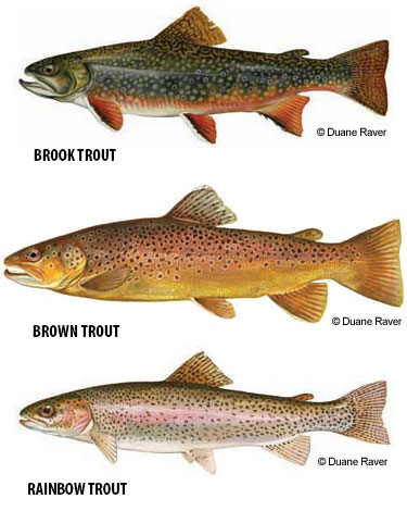 Wildlife Commission Opens Delayed Harvest Trout Waters June 1