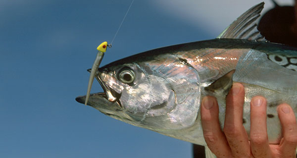 Match the Hatch with Soft Plastics - Coastal Angler & The Angler Magazine