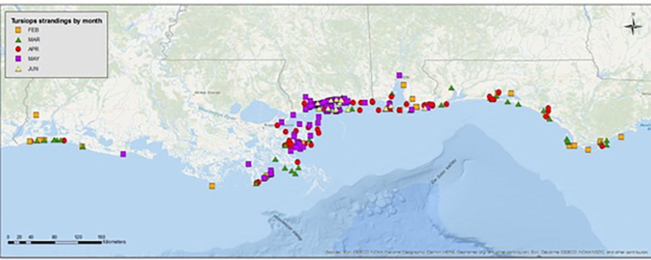 261 Bottlenose Dolphins Have Washed Up Dead Along The Gulf Coast Since ...