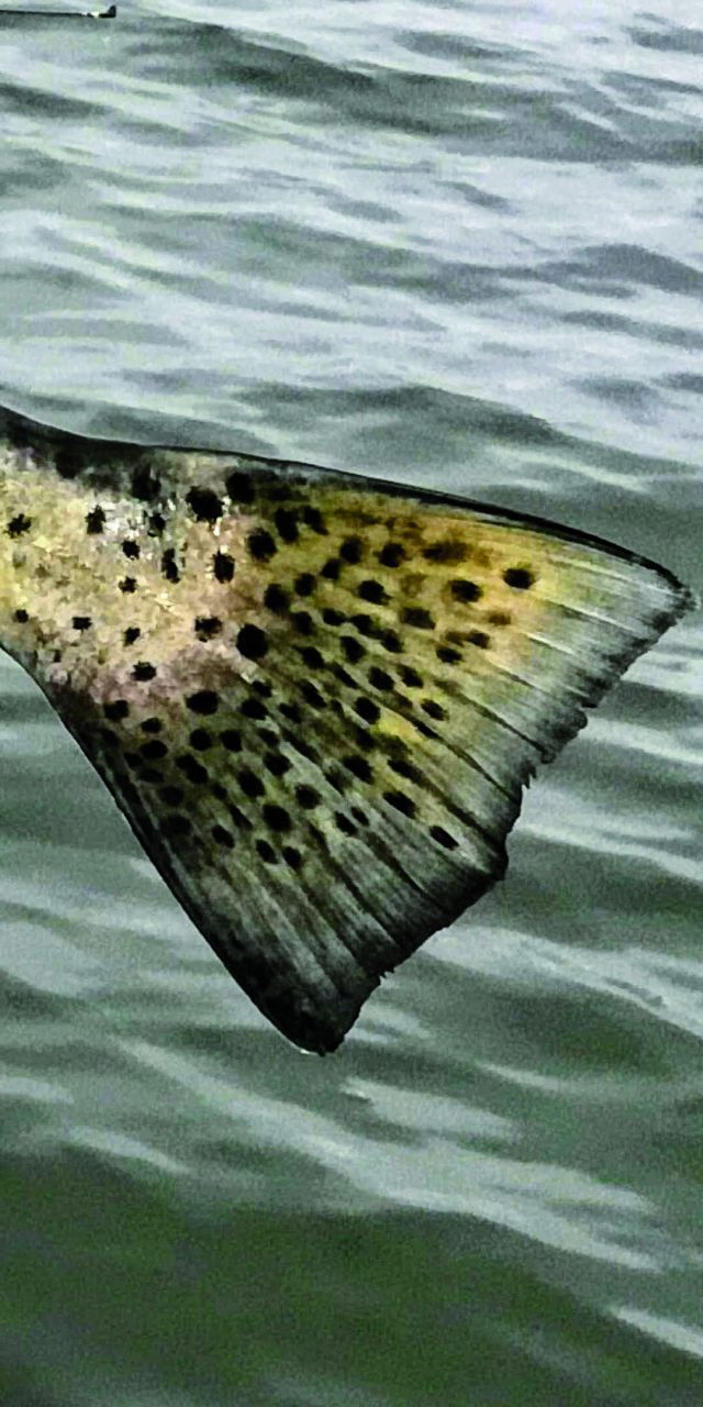 Road Trip Fishing: Summer Tactics for Spotted Sea Trout - Coastal Angler &  The Angler Magazine