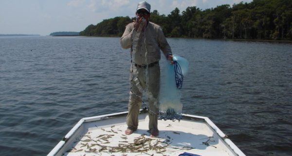 St. Johns Fishing Report