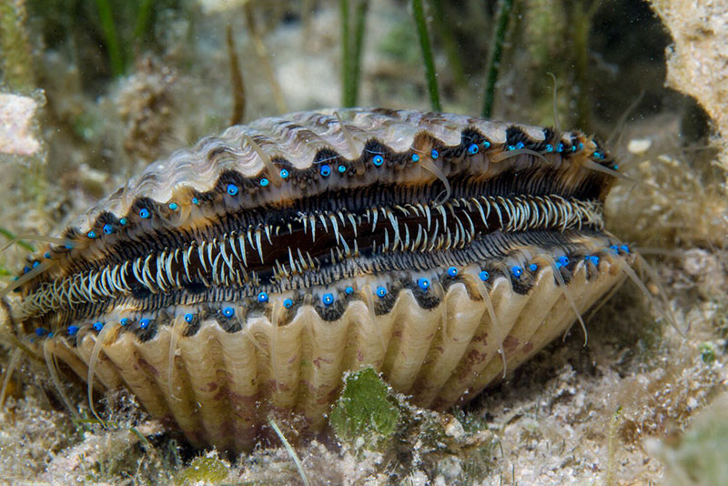 live scallops underwater