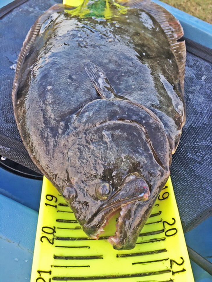 Fall Fishing for Flounder - Coastal Angler & The Angler Magazine