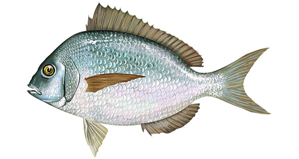 Warm Up To Cold-Water Panfish - Coastal Angler & The Angler Magazine