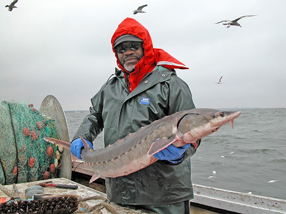 Atlantic Sturgeon Reproducing in the James River Virginia 