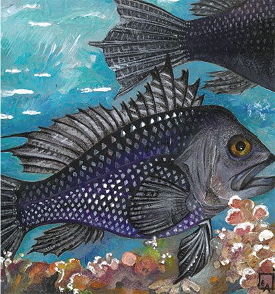 Black Sea Bass Ceviche - Coastal Angler & The Angler Magazine