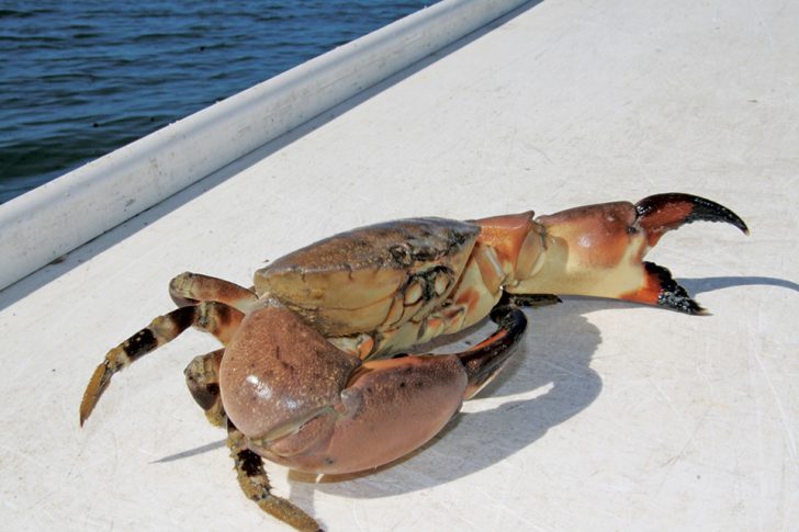 New Requirements For Stone Crab Season - Coastal Angler & The Angler ...