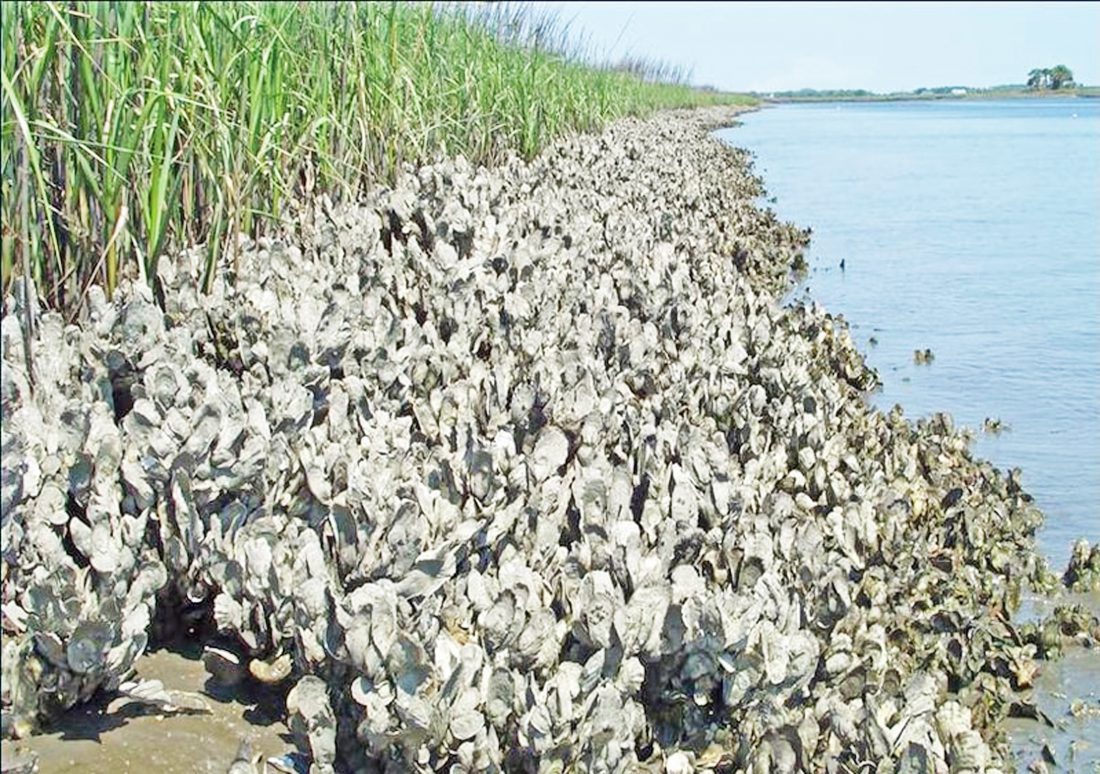 SCDNR Oyster Shell Recycling Program Coastal Angler & The Angler Magazine
