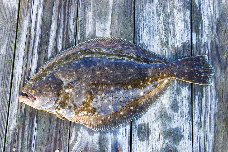 guy harvey flounder