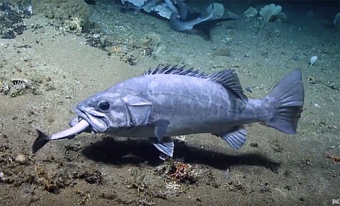 unusual-sighting-of-grouper-eating-a-shark-coastal-angler-the